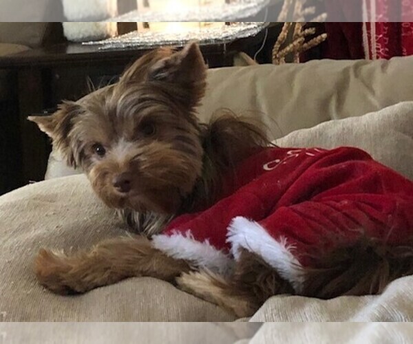 Medium Photo #7  Breeder Profile in CHESAPEAKE, VA, USA