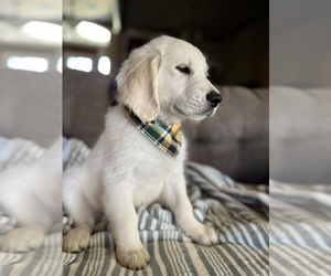 English Cream Golden Retriever Dog Breeder near EDMOND, OK, USA