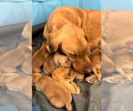 Small breeder photo