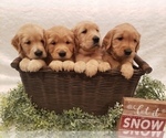 Small breeder photo