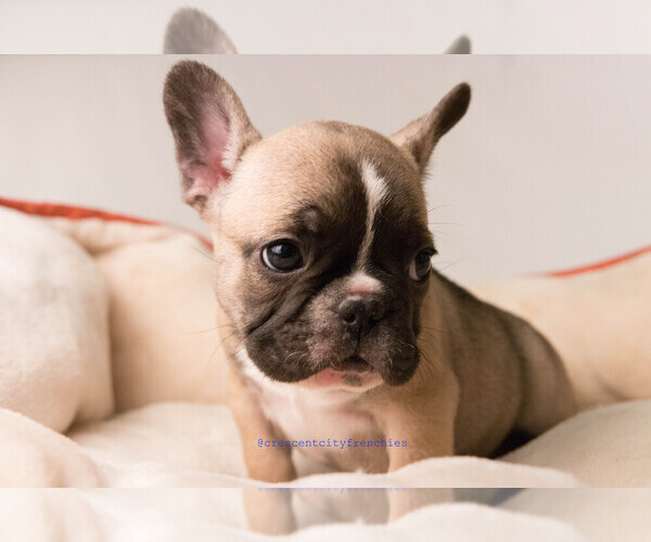 Medium Photo #3  Breeder Profile in GRETNA, LA, USA
