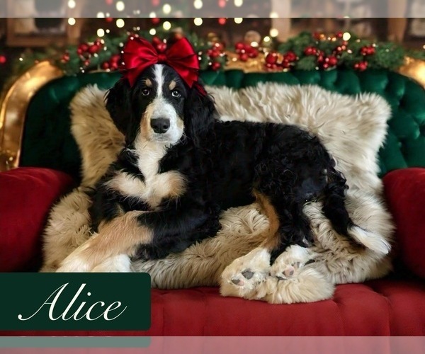 Medium Photo #3  Breeder Profile in MENIFEE, CA, USA