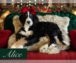 Small #2 Breeder Profile image