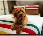 Small #15 Breeder Profile image