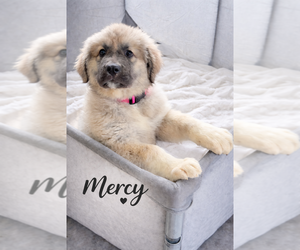 Caucasian Shepherd Dog Dog Breeder near AKELEY, MN, USA