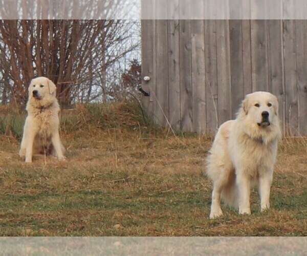 Medium Photo #9  Breeder Profile in NANCY, KY, USA