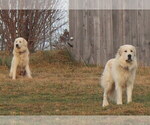 Small #8 Breeder Profile image