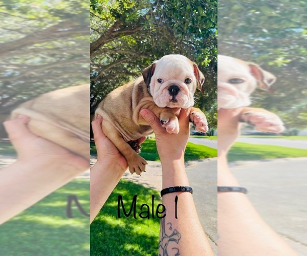 Medium Photo #1  Breeder Profile in SAN ANTONIO, TX, USA