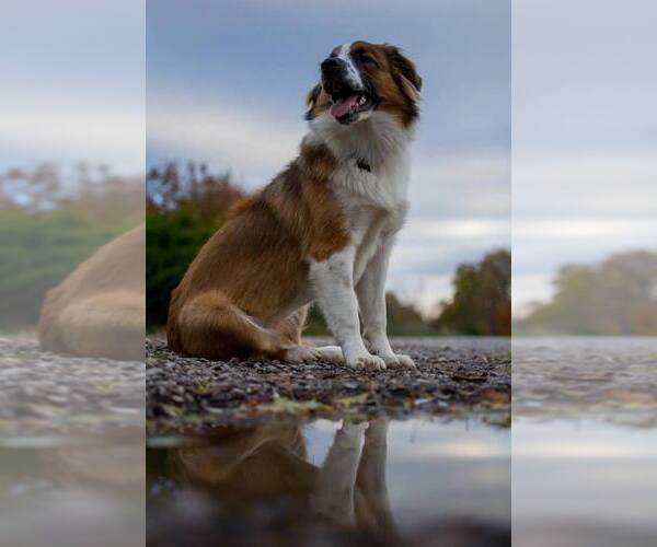 Medium Photo #3  Breeder Profile in PARIS, MI, USA