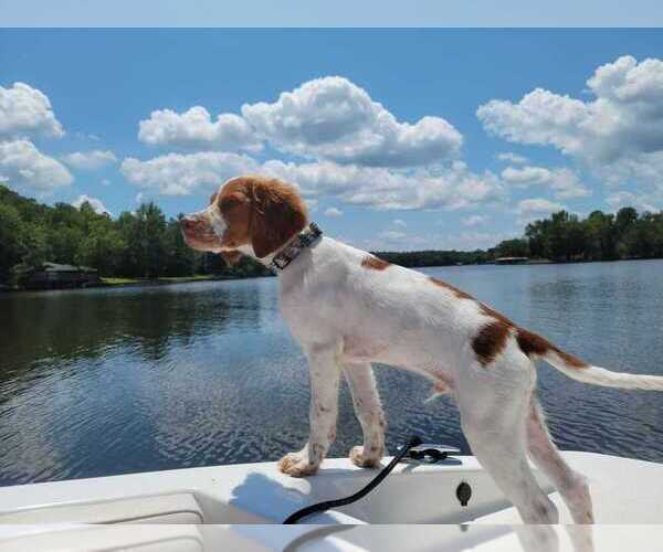 Medium Photo #72  Breeder Profile in HORTENSE, GA, USA