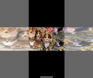 Pembroke Welsh Corgi Dog Breeder near DOWNING, MO, USA