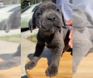 Cane Corso Dog Breeder near SACRAMENTO, CA, USA