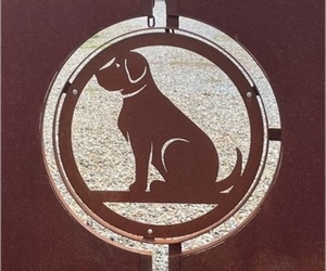 Labrador Retriever Dog Breeder in KINGSTON,  USA
