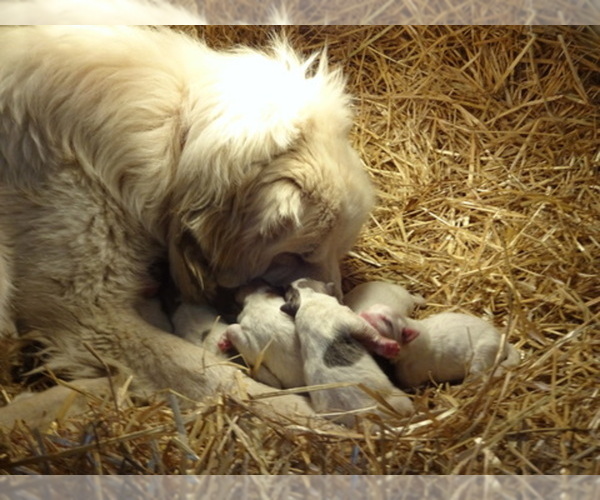 Medium Photo #1  Breeder Profile in NORA SPRINGS, IA, USA