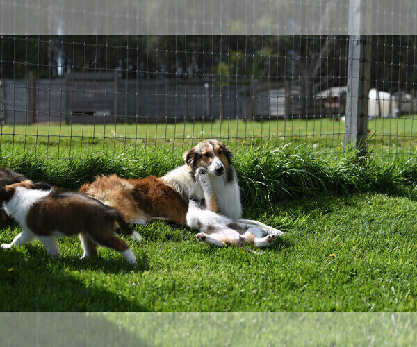 Medium Photo #11  Breeder Profile in PARIS, MI, USA