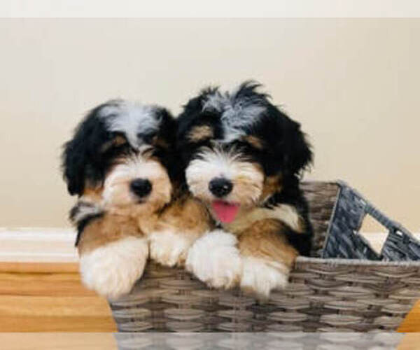 Medium Photo #1  Breeder Profile in COOKEVILLE, TN, USA
