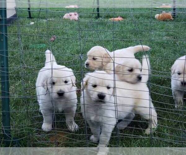 Medium Photo #1  Breeder Profile in ARVADA, CO, USA