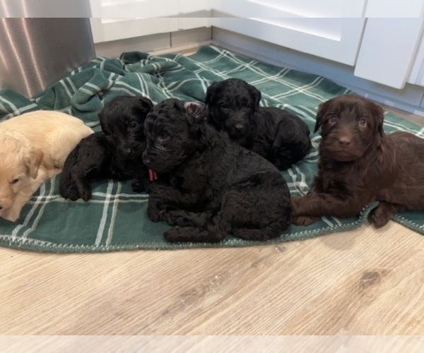 Medium Photo #1  Breeder Profile in ANDERSON, CA, USA