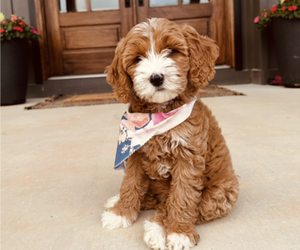Goldendoodle (Miniature) Dog Breeder near OOLTEWAH, TN, USA