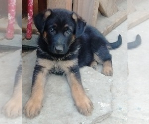 German Shepherd Dog Dog Breeder in ANAHEIM,  USA