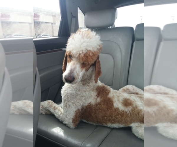 Medium Photo #1  Breeder Profile in ALPINE, UT, USA