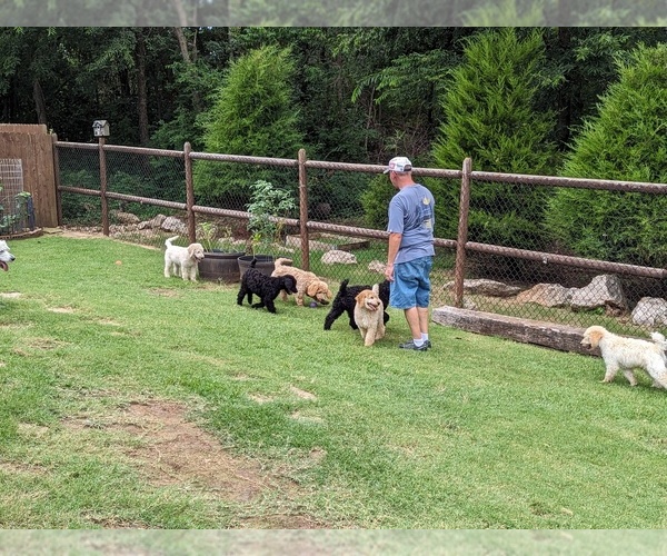 Medium Photo #2  Breeder Profile in SAND SPRINGS, OK, USA