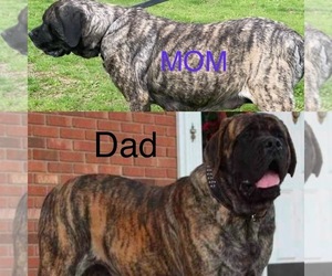 Mastiff Dog Breeder near WEST HAMLIN, WV, USA
