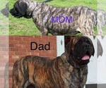 Small breeder photo