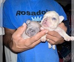 Small #29 Breeder Profile image