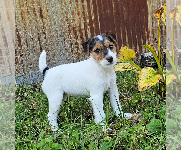 Medium Photo #2  Breeder Profile in MILAN, IL, USA