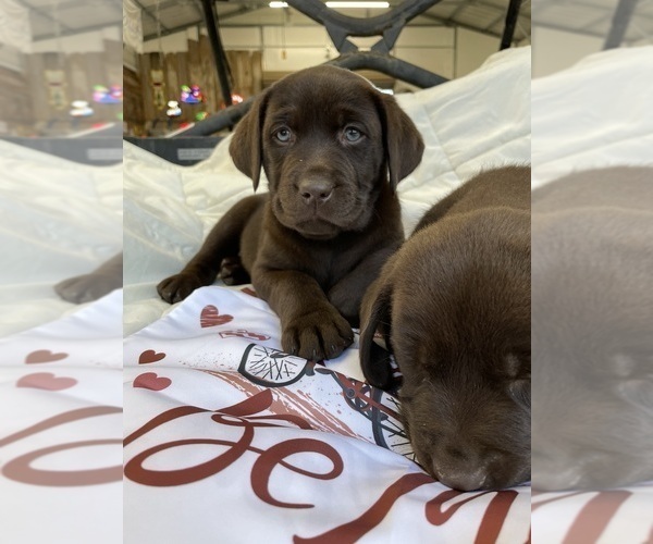 Medium Photo #2  Breeder Profile in DAYTON, TX, USA