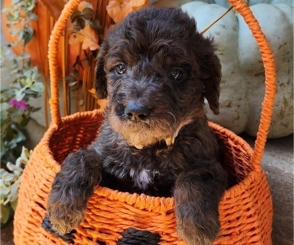 Medium Photo #5  Breeder Profile in WACO, TX, USA