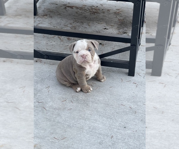 Medium Photo #1  Breeder Profile in SPANAWAY, WA, USA