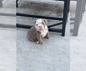 Olde English Bulldogge Dog Breeder near SPANAWAY, WA, USA