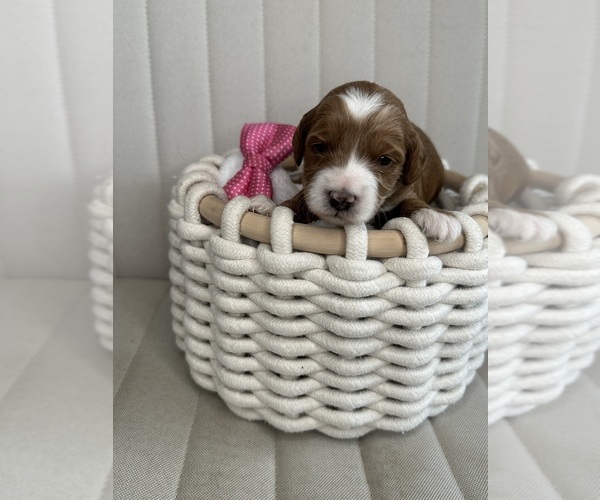 Medium Photo #55  Breeder Profile in BAKERSFIELD, CA, USA