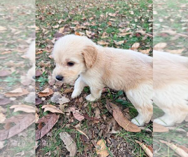 Medium Photo #27  Breeder Profile in MIDDLETOWN, OH, USA