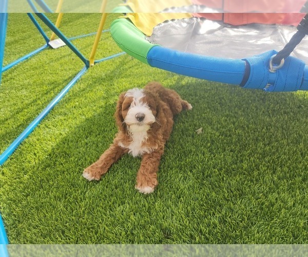 Medium Photo #10  Breeder Profile in SAN TAN VALLEY, AZ, USA