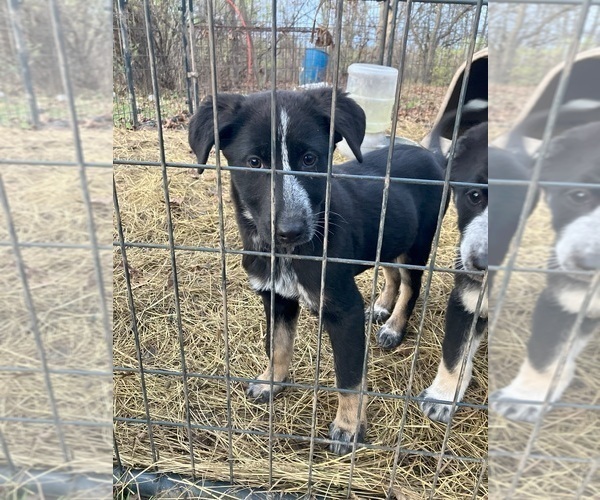 Medium Photo #10  Breeder Profile in DEXTER, NY, USA