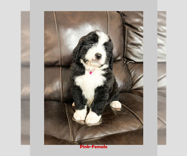 Medium Photo #1  Breeder Profile in BREMEN, GA, USA
