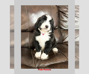 Bernedoodle Dog Breeder near BREMEN, GA, USA