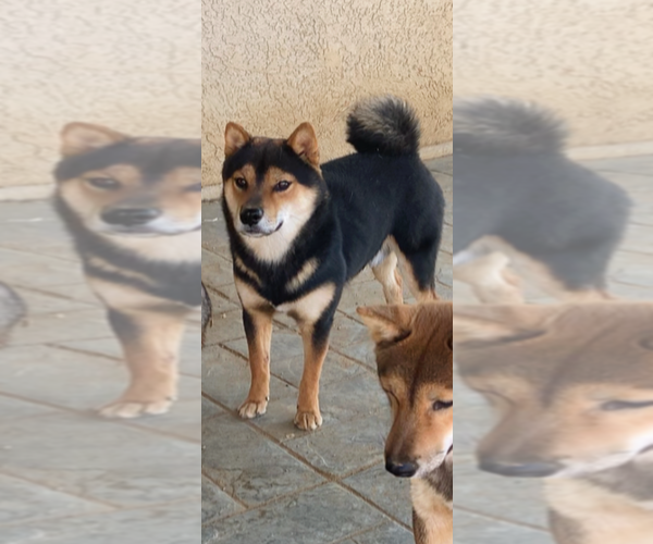 Medium Photo #8  Breeder Profile in RIDGECREST, CA, USA