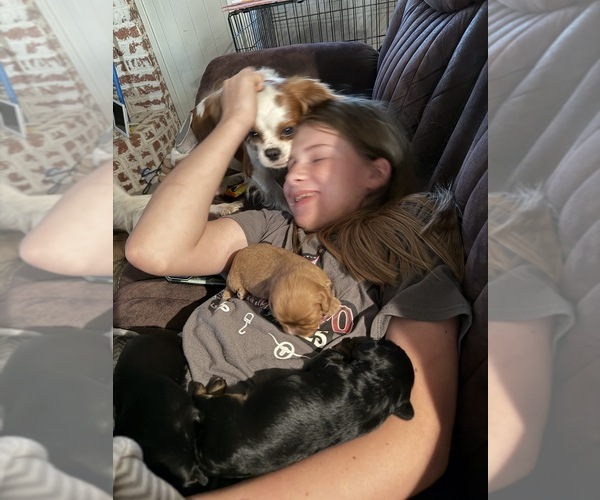 Medium Photo #12  Breeder Profile in WAXAHACHIE, TX, USA