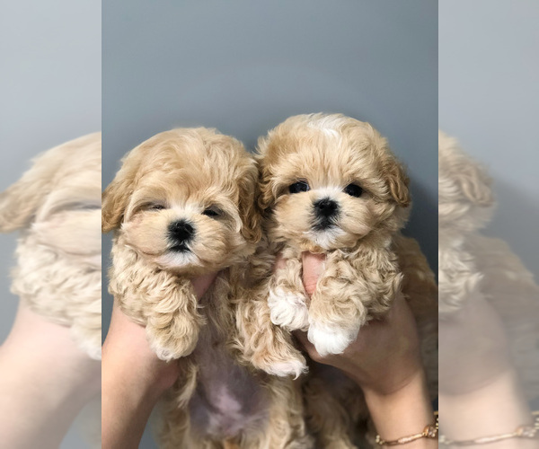 Medium Photo #1  Breeder Profile in Busan, Busan, Korea, South