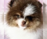 Small #33 Breeder Profile image