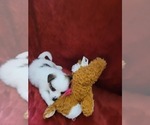 Small #141 Breeder Profile image