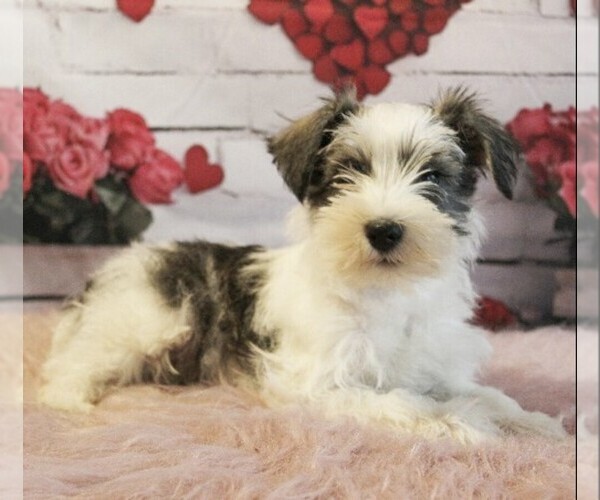 Medium Photo #4  Breeder Profile in HONEY BROOK, PA, USA