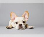 Small Photo #1  Breeder Profile in BROOKLYN, NY, USA