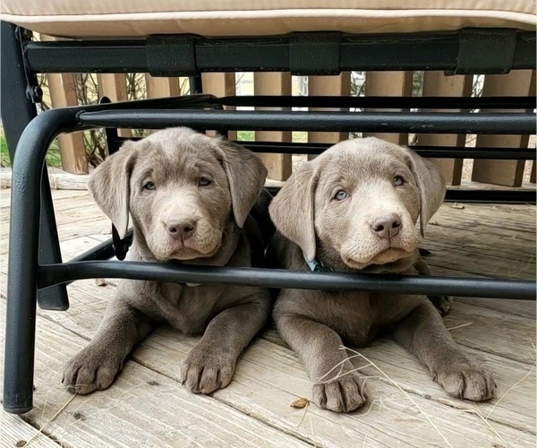Medium Photo #3  Breeder Profile in FLAGLER, CO, USA