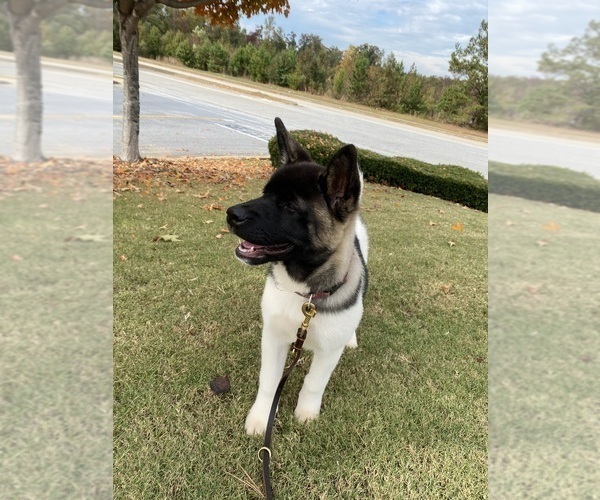Medium Photo #76  Breeder Profile in MCDONOUGH, GA, USA