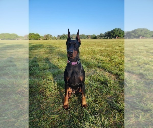 Medium Photo #2  Breeder Profile in FORT LAUDERDALE, FL, USA